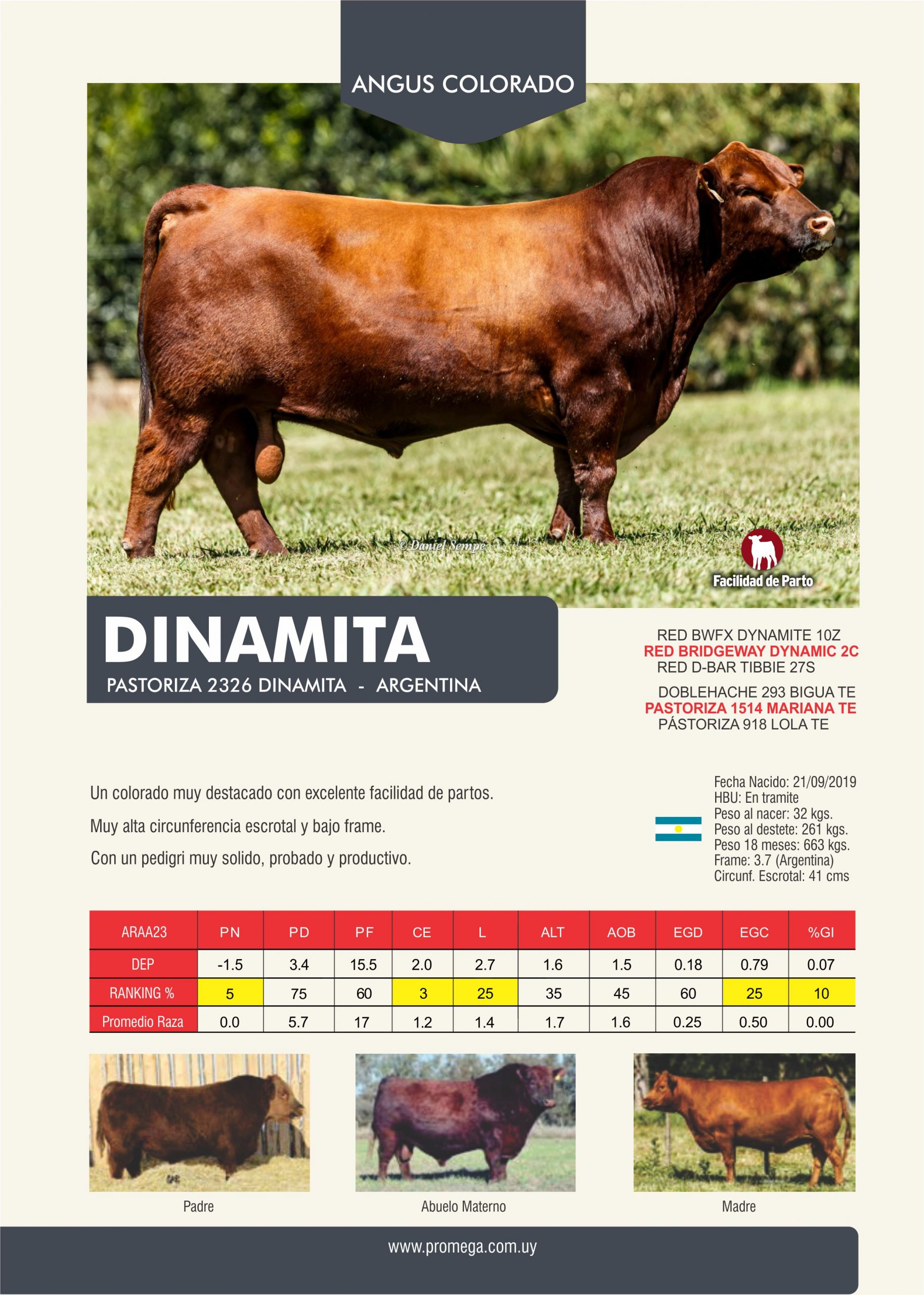 DINAMITA