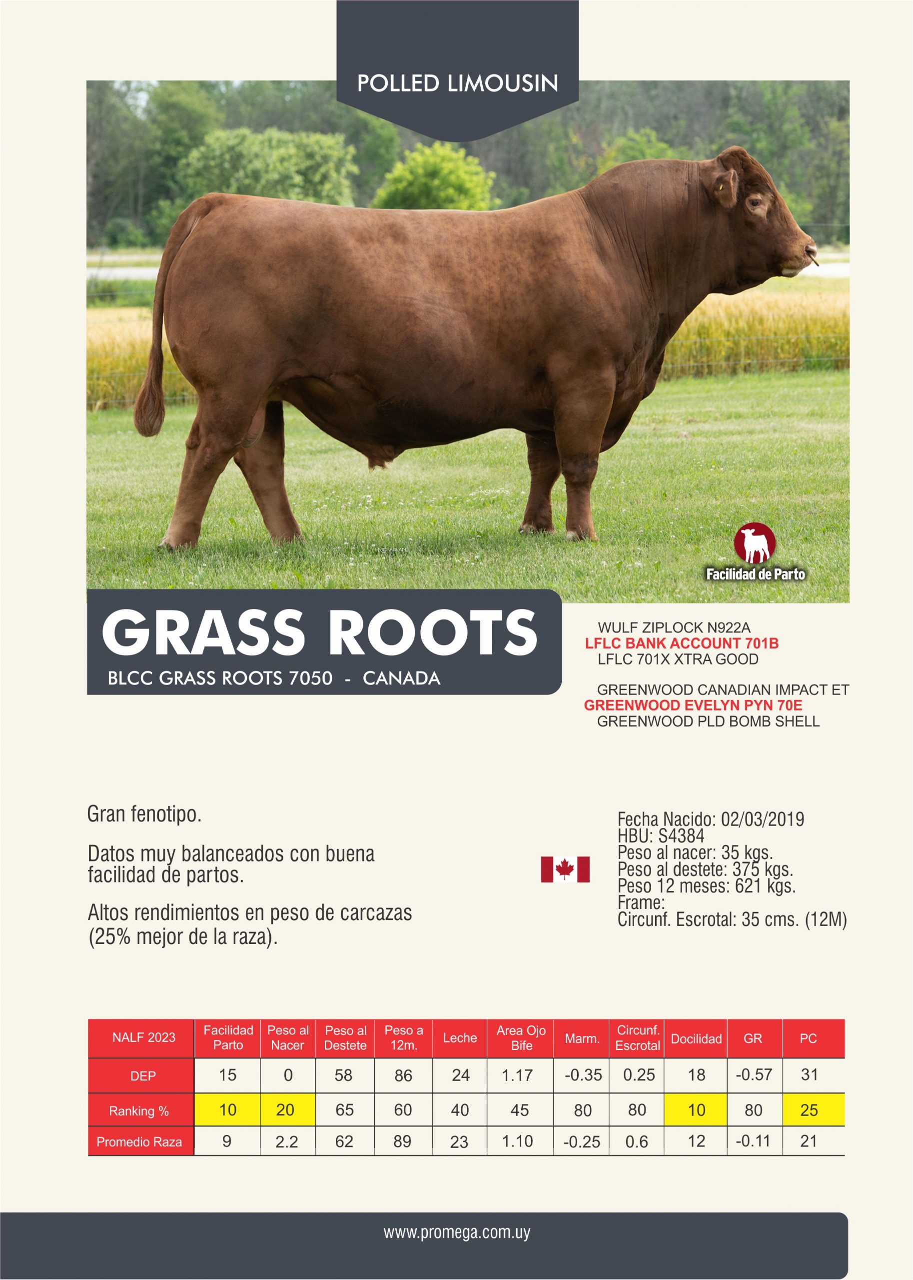 GRASS ROOTS