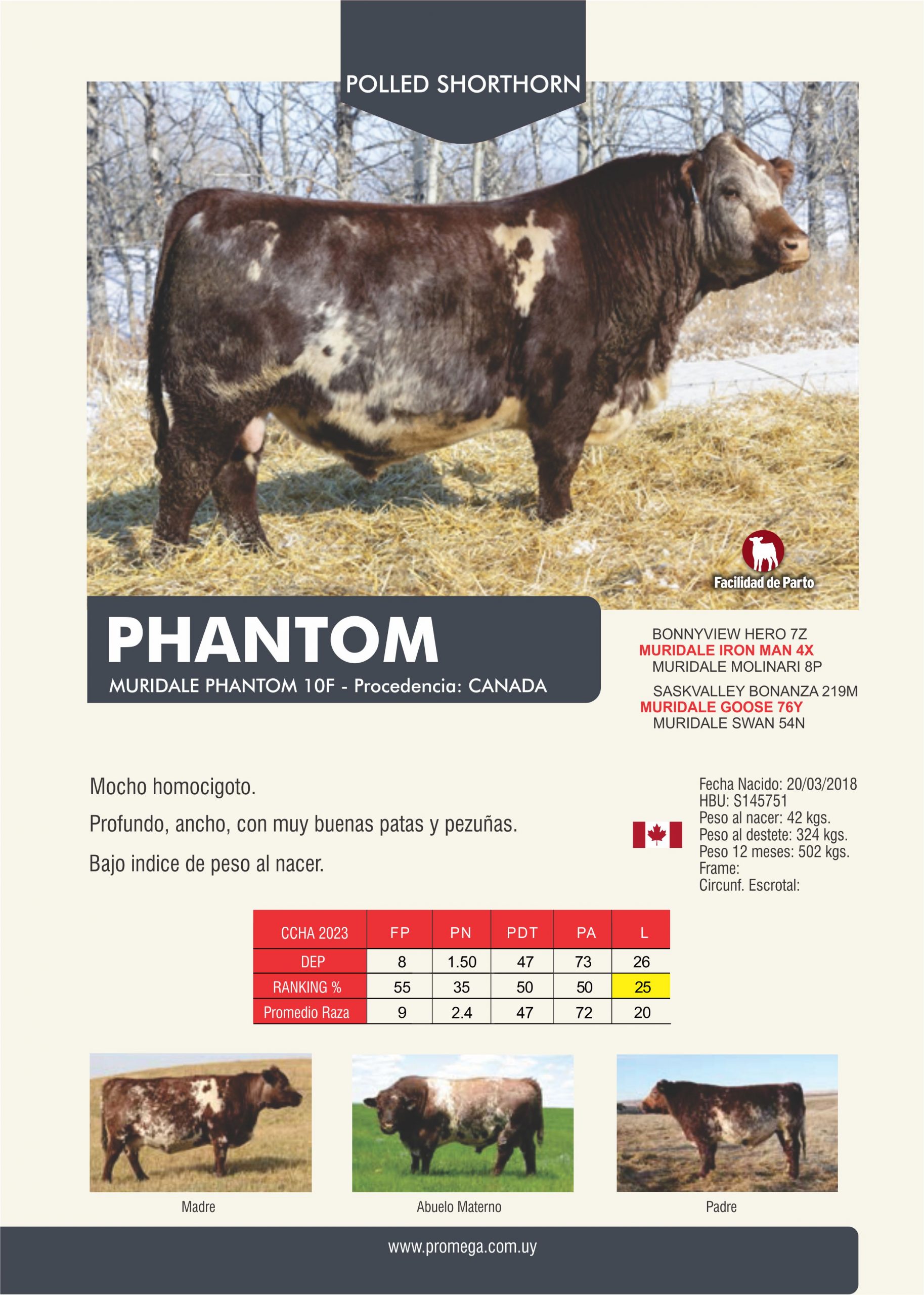 PHANTOM