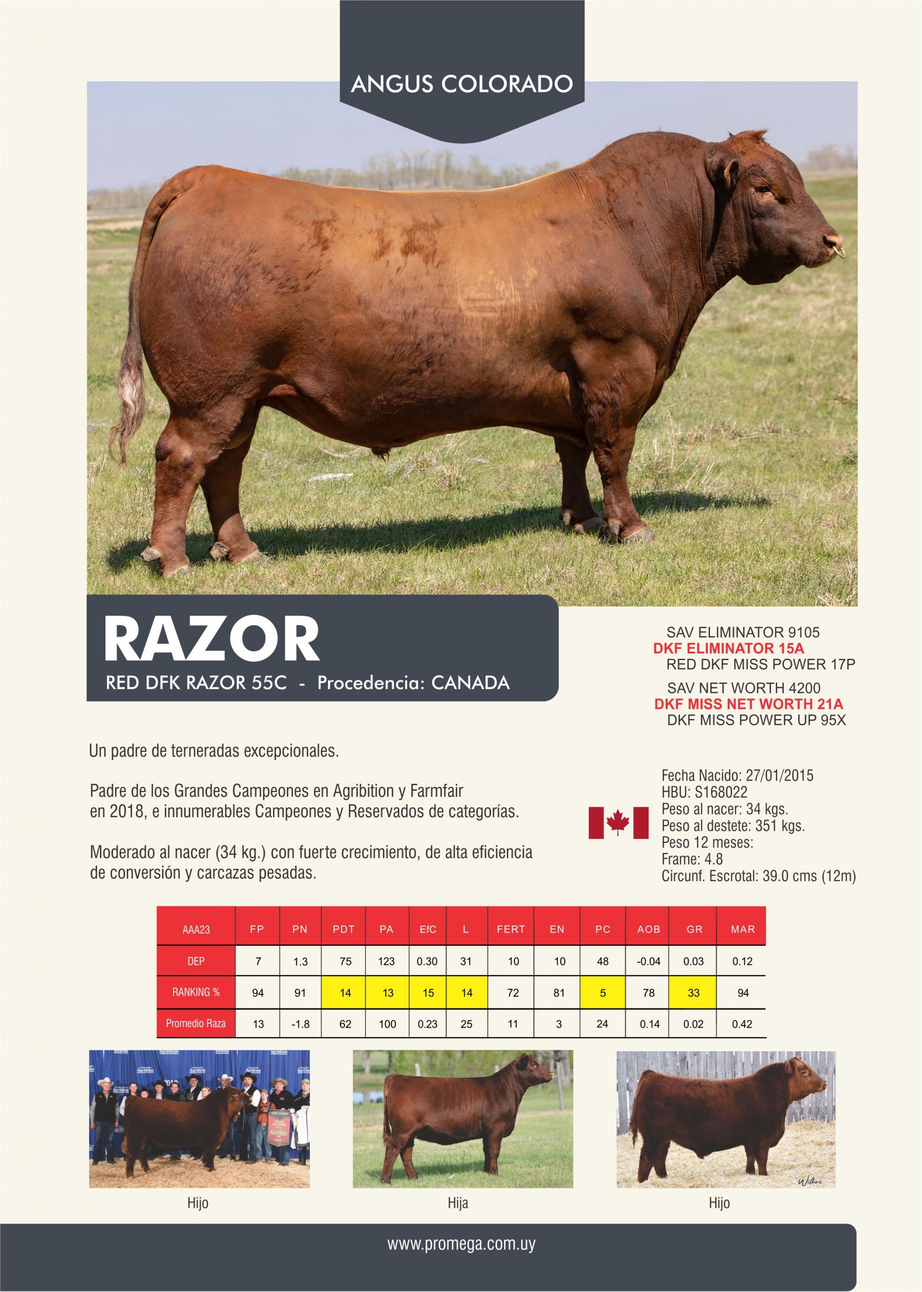 RAZOR