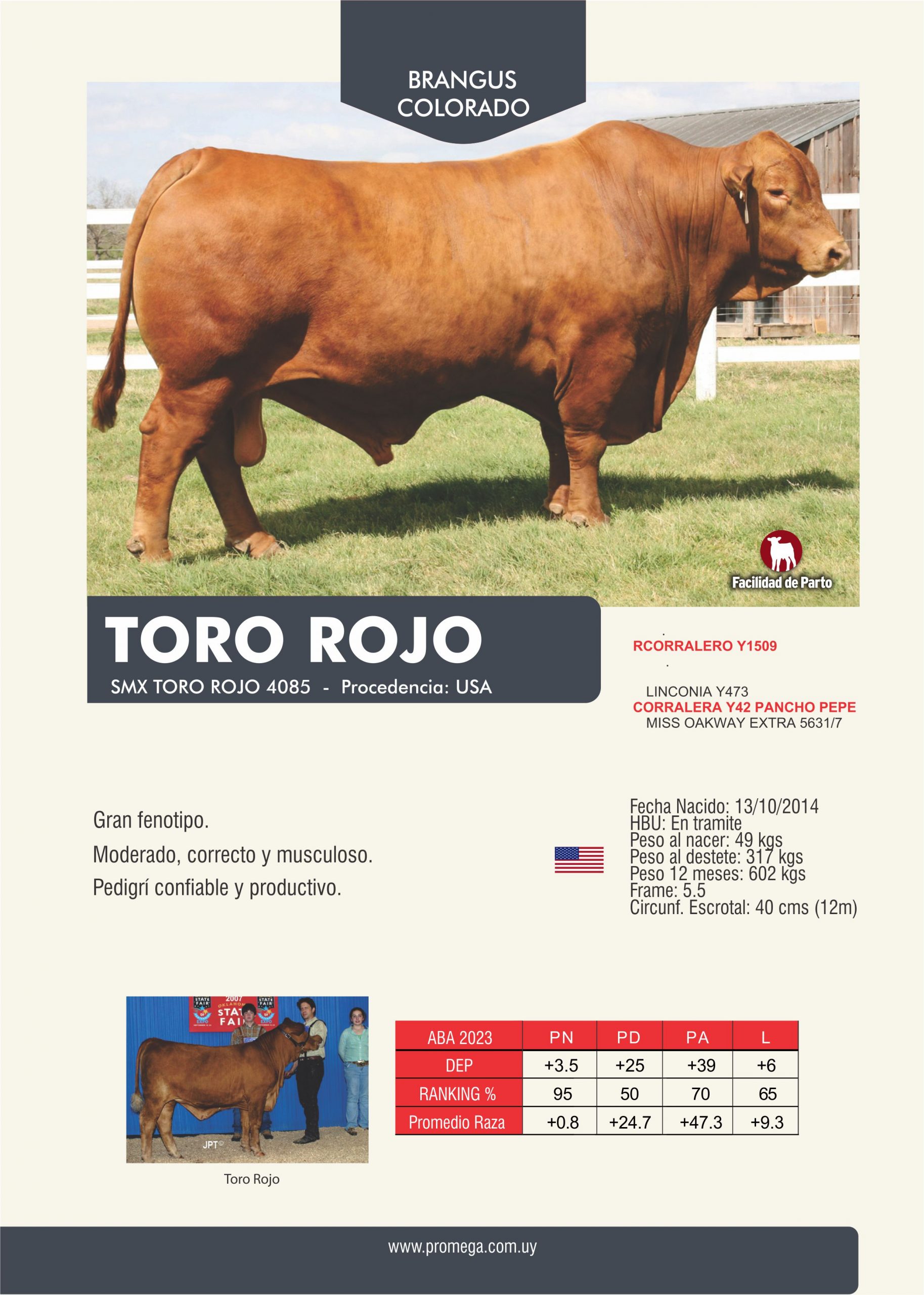 TORO ROJO