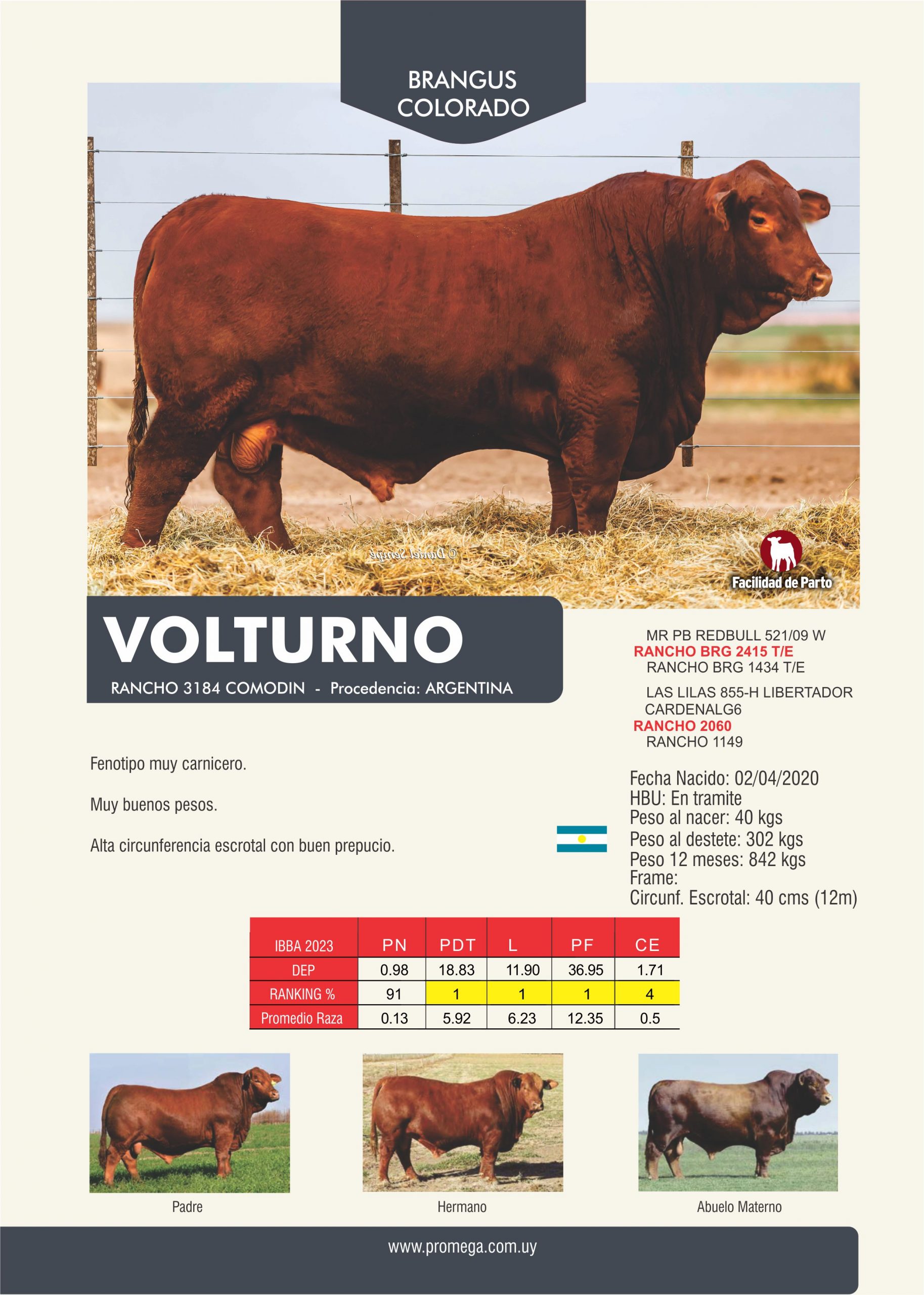 VOLTURNO